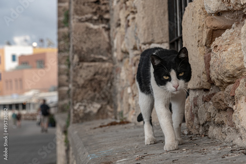Fototapeta Naklejka Na Ścianę i Meble -  Cat walking in the streets of Chania, Crete