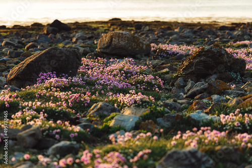 Armeria maritima 