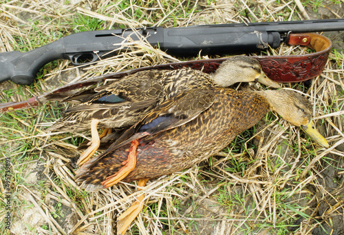 A pair of Texas mottle ducks.  photo