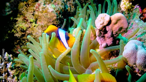 Clown fish, anemonefish (Amphiprion ocellaris) swim among the tentacles of anemones, symbiosis of fish and anemones, Red Sea