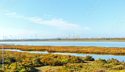 Parque Natural Bah  a de C  diz  Andaluc  a  Espa  a. Marisma de los Toru  os y Pinar de la Algaida. Se puede ver la ciudad de C  diz al fondo