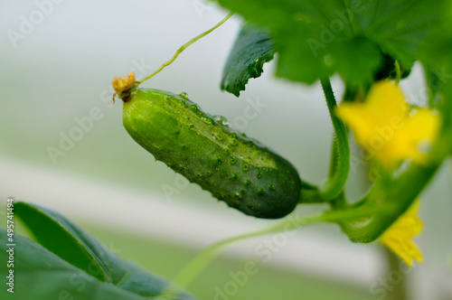 harvest of cucumbers in the garden. growing healthy and tasty vegetables. Organic agriculture in village. 