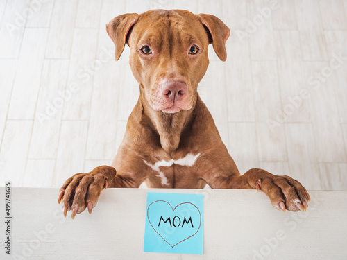 Lovable, adorable brown puppy and note with the word MOM. Closeup, indoors, top view. Studio photo. Congratulations for family, loved ones, friends and colleagues. Animal and pet care concept