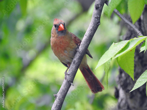 cardinal in tree © ralph