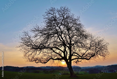 Kahler Baum im Abendlicht
