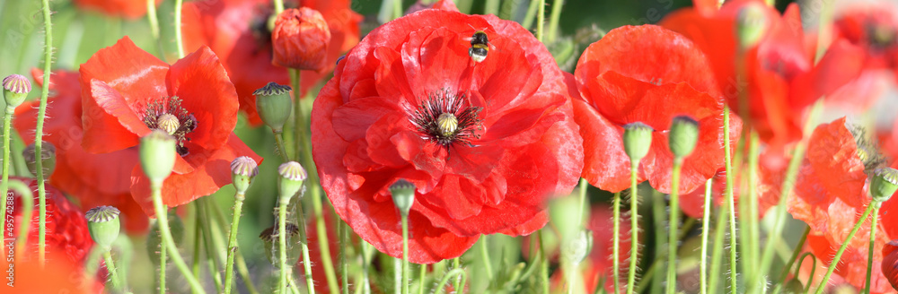 Red decorative flowers and bumblebee. Summer meadow. Red poppies in the meadow. Poppy field. Blooming summer meadow. Summer flowers. Closeup. Red decorative flowers and bumblebee. Summer meadow. Red poppies in the meadow. Poppy field. Blooming summer meadow. Summer flowers. Closeup.