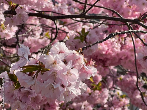 pink cherry blossom © Manuel