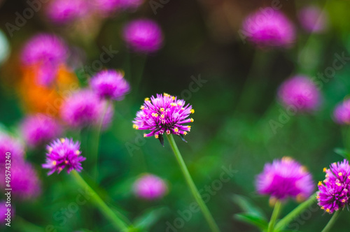 Closeup shot of a purple Prairie clover flower on a blurred background photo