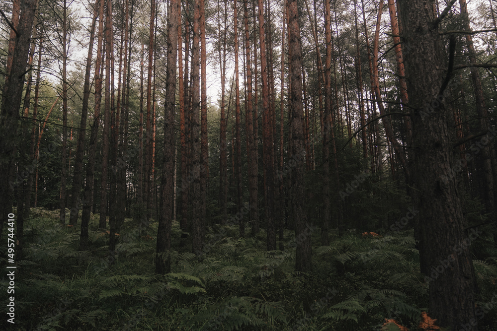 Obraz premium Deep dark forest with sunbeams