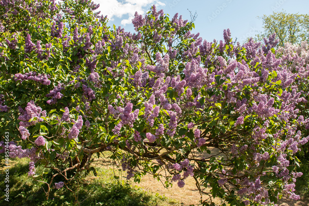 Flowering lilac bushes in the garden against the blue sky. Lilacs bloom beautifully in spring. Spring concept. Flowering lilac bushes in the garden against the blue sky. Lilacs bloom beautifully in spring. Spring concept.