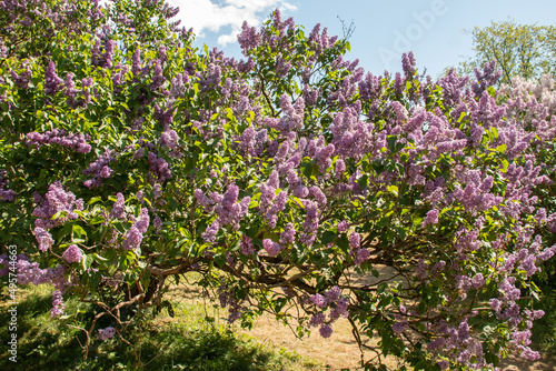 Flowering lilac bushes in the garden against the blue sky. Lilacs bloom beautifully in spring. Spring concept.