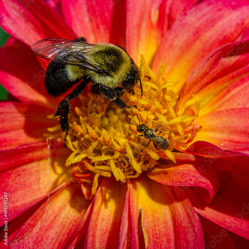 Coral Dahlia with Bumblebee