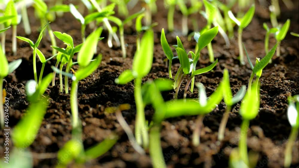 Green shoots germinate and reach for the sun. The beginning of spring. Green shoots germinate and reach for the sun. The beginning of spring.