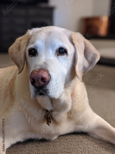 portrait of a yellow Labrador very cute and soft and old