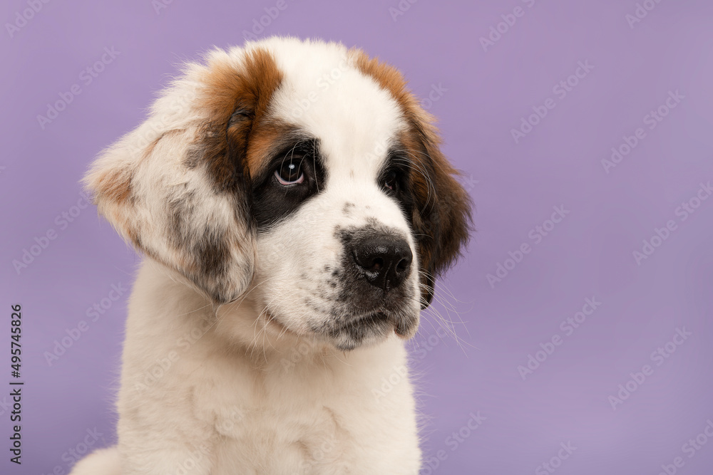 Saint Bernard puppy dog portrait looking away on a purple background with space for copy