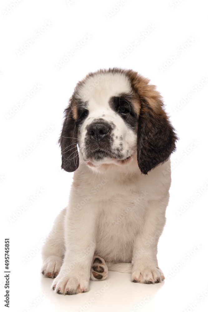 Cute Saint Bernard puppy dog sitting down on a isolated white background Cute Saint Bernard puppy dog sitting down on a isolated white background
