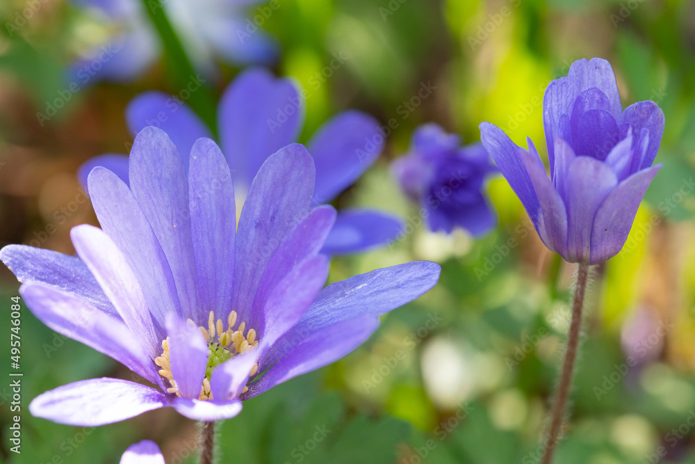 Blau-gelbe Frühlingsblüher auf einer Wiese Blau-gelbe Frühlingsblüher auf einer Wiese