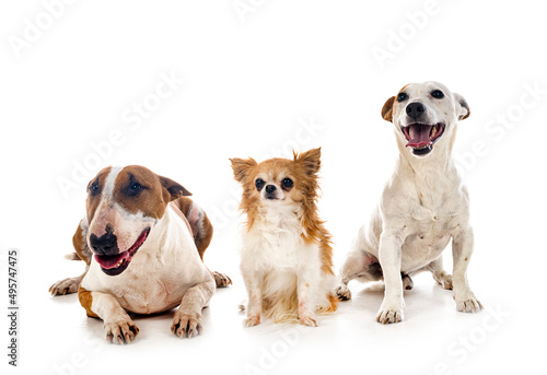 Fototapeta Naklejka Na Ścianę i Meble -  three dogs in studio
