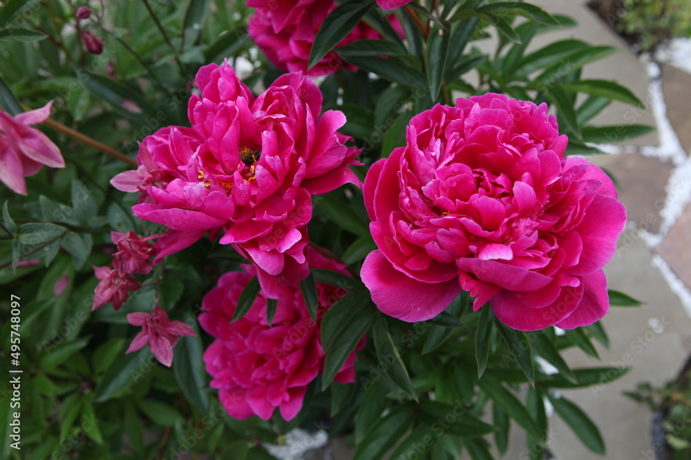 Red peonies are big close-up, growing in the park, Red peonies are big close-up, growing in the park,