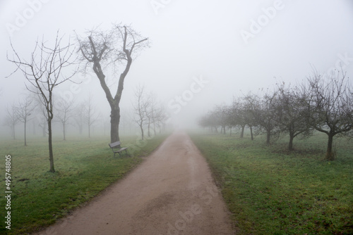 Принти на полотні Path going into dense fog
