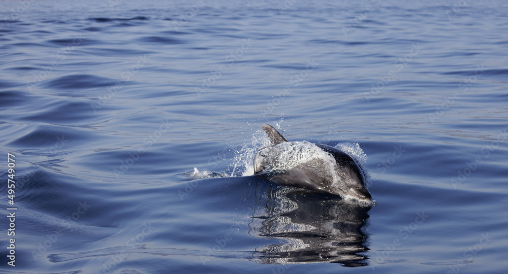 Obraz premium Bottlenose Dolphin's refection, bottlenose dolphin