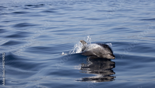 Bottlenose Dolphin's refection, bottlenose dolphin