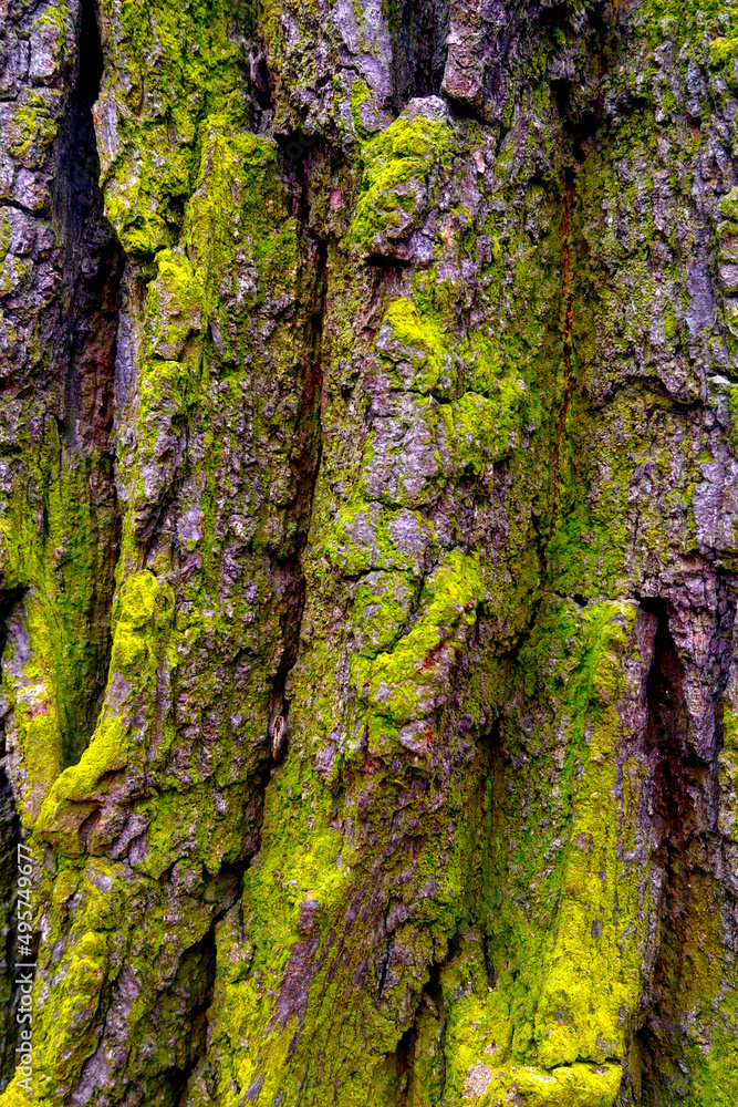 Close-up of the bark of an old tree, a background of bark, a tree. Close-up of the bark of an old tree, a background of bark, a tree.