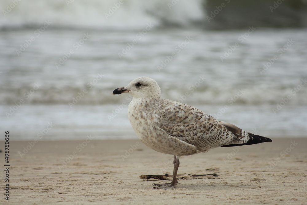 Obraz premium Seagull on the shore of the Baltic Sea