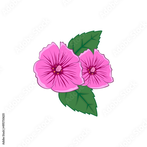 Colour illustration malva flower, malva with leaves. Malva illustration for you design.