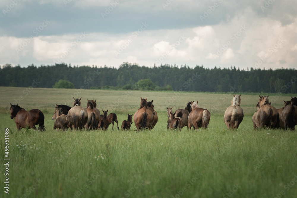 A herd of thoroughbred rural horses runs across the field on a clear summer day.

