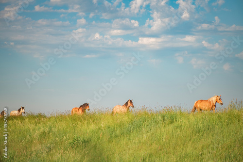 A herd of thoroughbred rural horses runs across the field on a clear summer day.  © shymar27