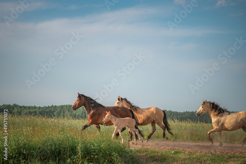 A herd of thoroughbred rural horses runs across the field on a clear summer day. 