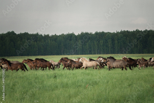 Fototapeta Naklejka Na Ścianę i Meble -  A herd of thoroughbred rural horses runs across the field on a clear summer day.
