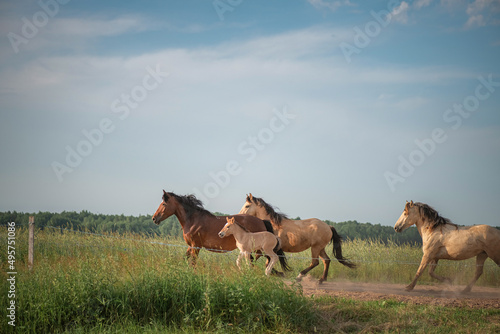 A herd of thoroughbred rural horses runs across the field on a clear summer day. 