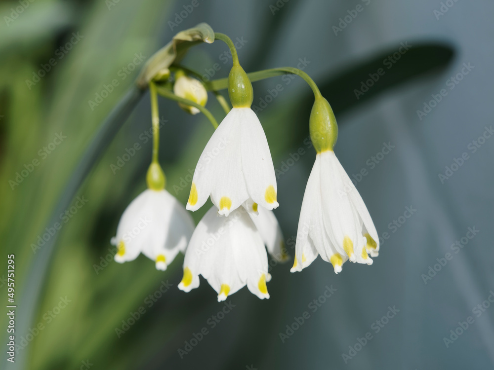 Gros plan sur ombelle de fleurs penchées de nivéoles d'été ou leucojum aestivum à tépales blanc et macules vert à leur pointe sur hautes tiges linéaires, obtuses et planes vert moyen