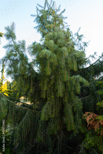 Picea breweriana, known as Brewer spruce tree in garden