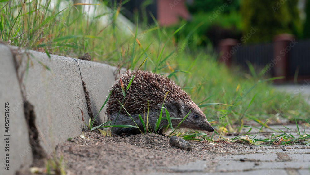 Closeup shot of an amur hedgehog sitting on the sand - obrazy, fototapety, plakaty 