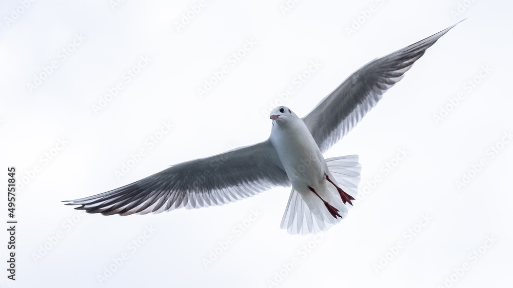 Obraz premium Gull in the sky. Bird of the Black Sea, Odessa.