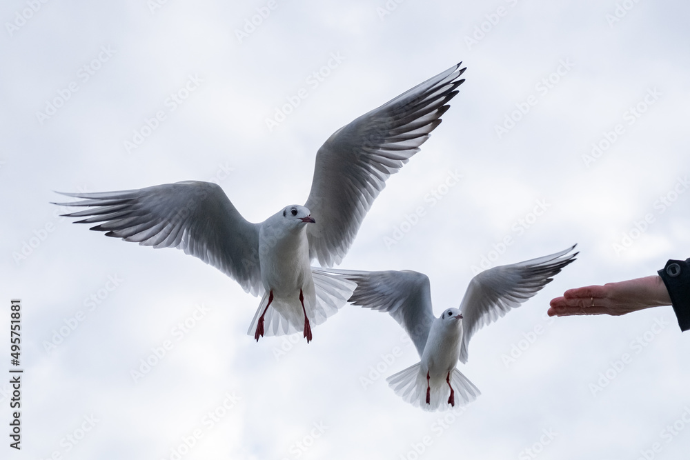 Fototapeta premium Seagulls in the sky. Birds of the Black Sea, Odessa.