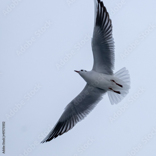 Gull in the sky. Bird of the Black Sea, Odessa.