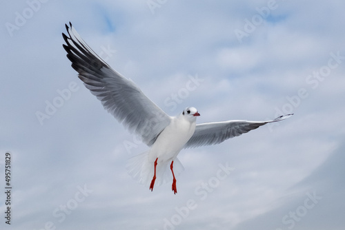 Gull in the sky. Bird of the Black Sea, Odessa.