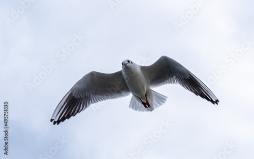 Gull in the sky. Bird of the Black Sea  Odessa.