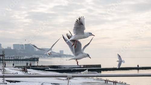 Seagulls. Birds of the Black Sea, Odessa.