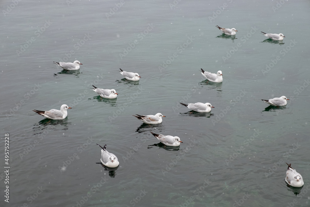 Seagulls on the water. Birds of the Black Sea, Odessa. Seagulls on the water. Birds of the Black Sea, Odessa.