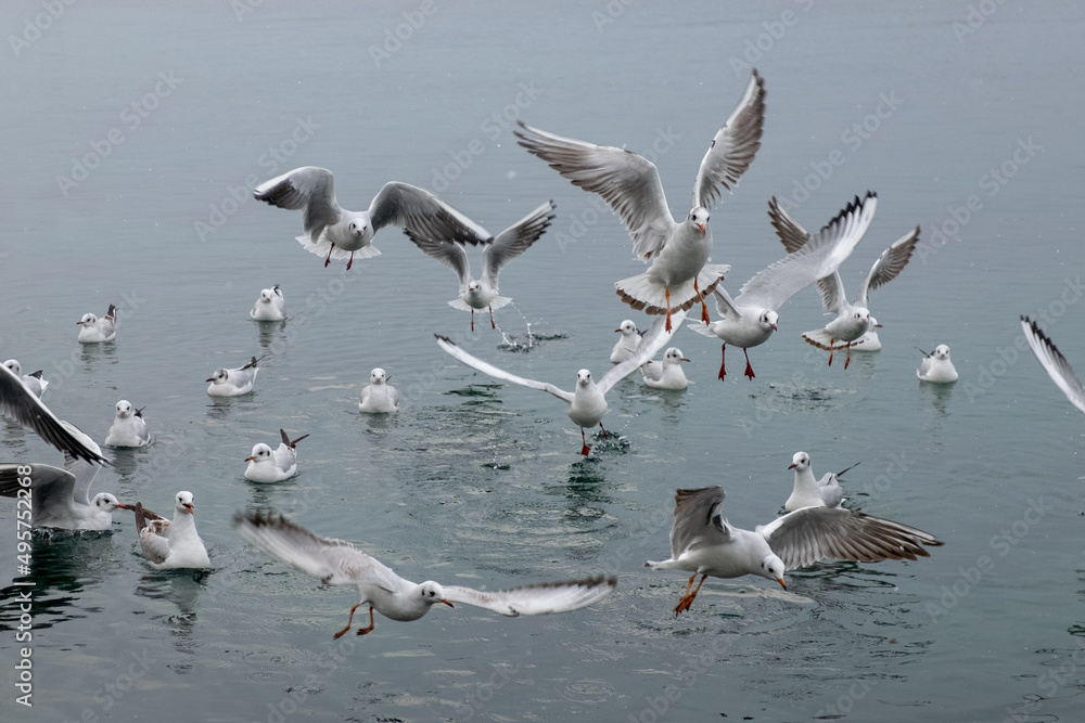 Seagulls on the water. Birds of the Black Sea, Odessa.