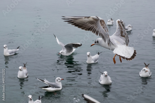 Seagulls on the water. Birds of the Black Sea, Odessa.