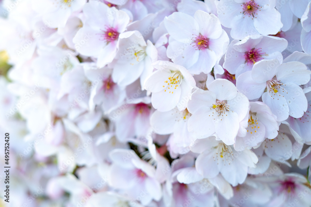 Background with beautiful cherry blossom Background with beautiful cherry blossom