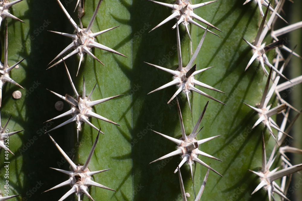 The texture of a green cactus with large needles. The background of nature. The texture of a green cactus with large needles. The background of nature.