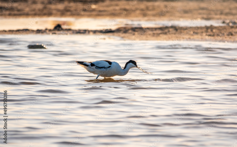 Fototapeta premium Water bird pied avocet, Recurvirostra avosetta, feeding in the lake. The pied avocet is a large black and white wader with long, upturned beak