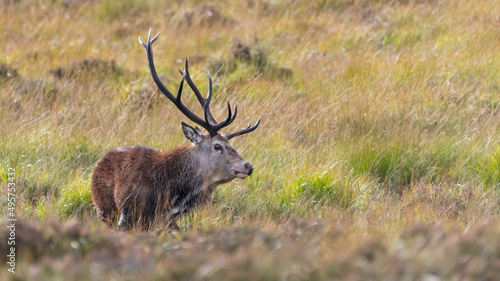 Red deer stag  Cervus elaphus  portrait  Cairngorms National Park  Scotland